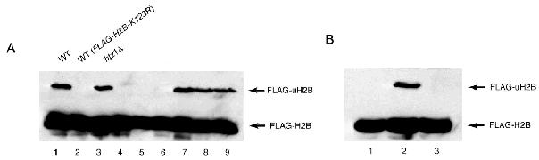 marker for the inactive X chromosome. uh2a = ubiquitylated H2A (De Napoles et al.