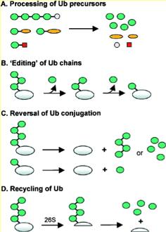 Ubiquitination of proteins is reversible Deubiquinating activity Largest family of enzymes in Ub system Ub C-terminal hydrolase family UCH Ub-specific