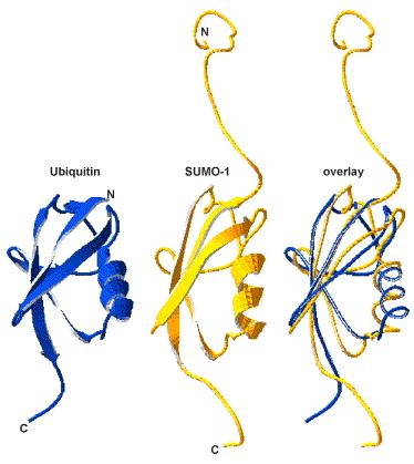 SUMO Ubiquitin-like protein that is