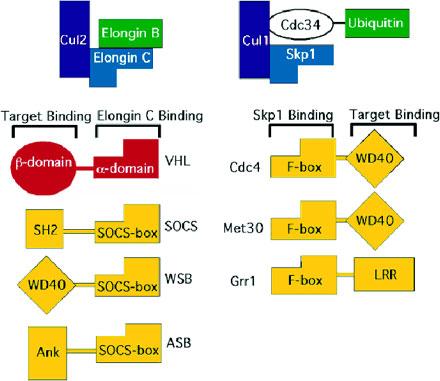 Examples of RING-type E3 ubiquitin ligases Shown here are VHL and SCF ubiquitin ligases.