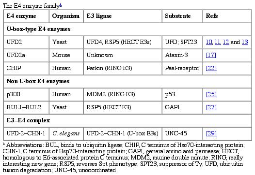 mechanism) Multi-ubiquitylation by E4 enzymes (new) (U-box domain---similar fold to