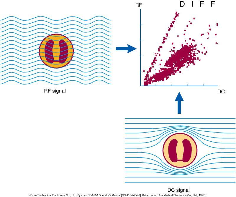 Radiofrequence resistence (RF): Impedance - size cells Conductivity (RF) proportional to cell interior density (granules
