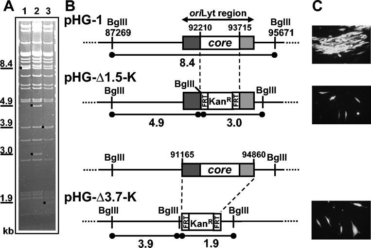 3620 BORST AND MESSERLE J. VIROL. FIG. 3. Construction and analysis of HCMV genomes with deletion of the minimal or complete lytic origin.