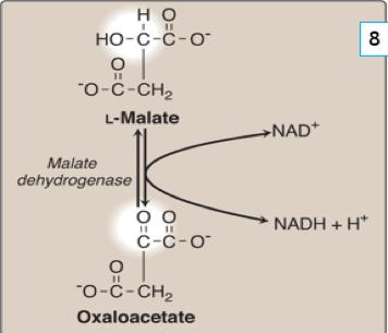 ..Krebs Cycle Reactions (3) Eighth step: L-Malate Oxidized by coenzyme NAD+ Oxalo-acetate (4C) Malate dehydrogenase:
