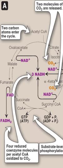 We get 3 NADH from: Isocitrate α-ketoglutarate α-ketoglutarate Succinyl CoA Malate Oxaloacetate We get 1 FADH from: Succinate Fumarate Krebs energy outcome
