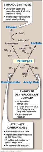 1-Recognize the various fates of pyruvate Fates of Pyruvates.(Remember: Pyruvate is the end product of glycolysis) Dr.