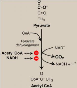 2- Define the conversion of pyruvate to acetyl CoA Oxidative Decarboxylation of Pyruvate It s the process of making acetyl Co-A mainly & oxaloacetate from pyruvate by the enzyme: pyruvate