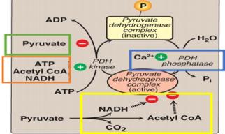 3-Discuss the major regulatory mechanisms for PDH complex PDH Complex: Covalent Regulation NOTE Kinase= enzyme adds P group phosphorylates Phosphatase= enzyme that removes P group