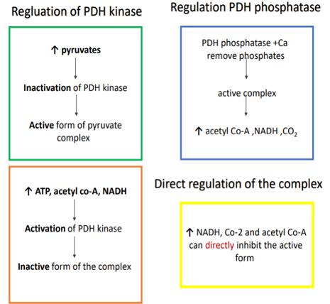 *Pyruvate dehydrogenase complex (PDH) has two forms active and inactive. Regulated by co-enzymes.