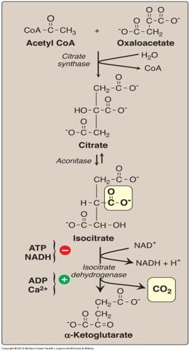 Dr. Ahmad focused on the red box Krebs Cycle Reactions (1) Formation of α-ketoglutarate from acetyl coenzyme A (CoA) and oxaloacetate.