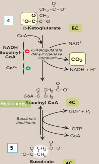 Krebs Cycle Reactions (2) fourth Step *oxidation and decarboxylation* α-ketoglutarate oxidized by co-enzyme NAD+ α-ketoglutarate Dehydrogenase complex NAD+ is reduced to NADH + H + CO 2 is out CoA is