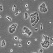 and images of the indicated cell lines were captured