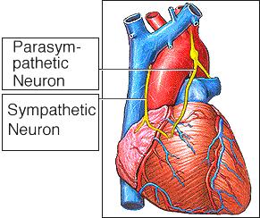 Signals in the autonomic nervous system travel over a two-neuron chain to their effector organ.