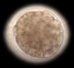 female embryos (without breeding