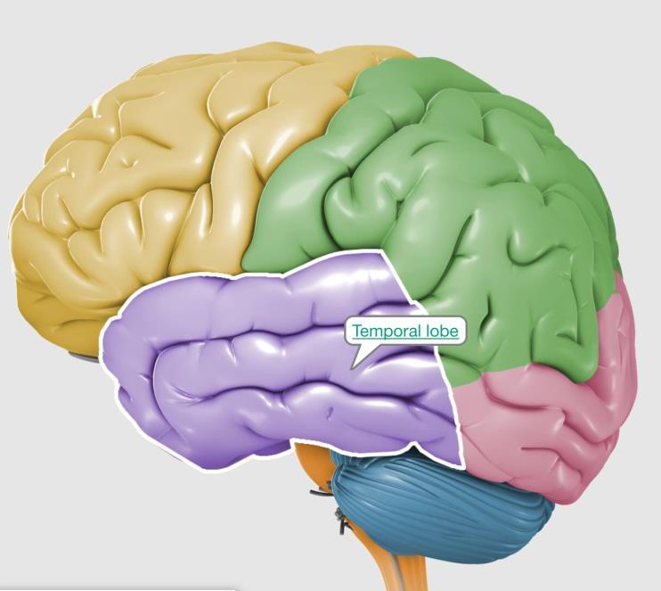 cortex and in the temporal cortex