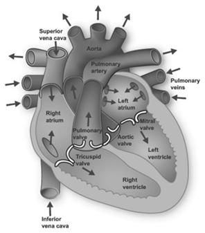 EXAMING HEART FAILURE: HOW TO RECOGNIZE AND TREAT THE WEAK HEART What is Heart Failure?