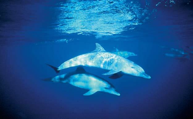 Protecting Cetaceans: First Report of WDCS s PROTECT programmes The Whale and Dolphin Conservation Society (WDCS) is the global voice for the