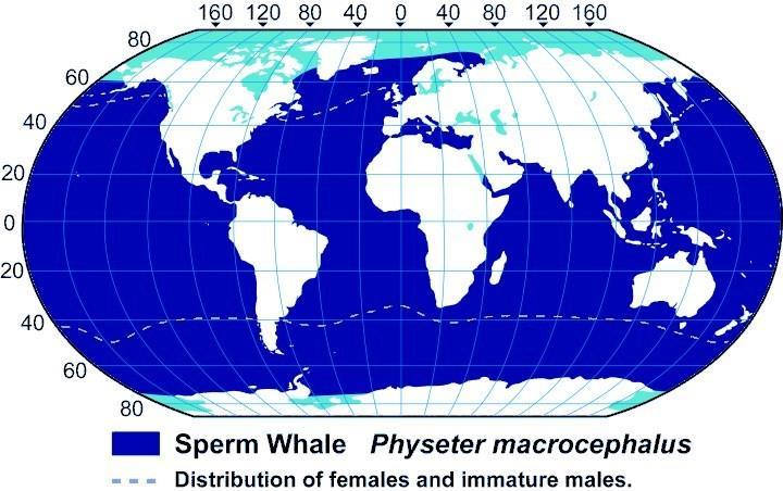 Distributions Throughout Breeding Cycle Physeter catodon (Sperm Whale) Length: Males, 50-65 ft. Females, 35-55 ft. Weight: Males, 80,000 lb. Females, 44,000 lb.