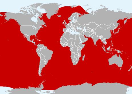 Humpback Whale Distribution Cosmopolitan distribution But they have a seasonal changing