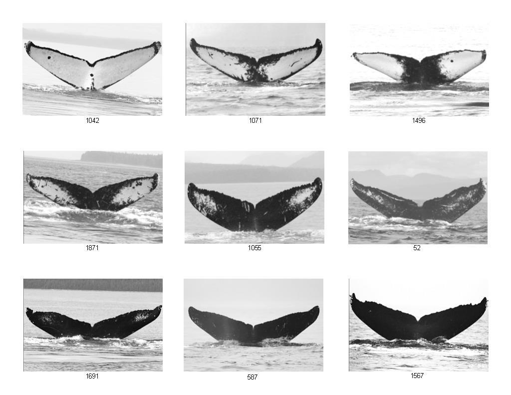 Studying Humpback Migrations Photographs of individually identified humpback whales collected in central and eastern North Pacific during the years 1977 to 1983 Photographs revealed extensive