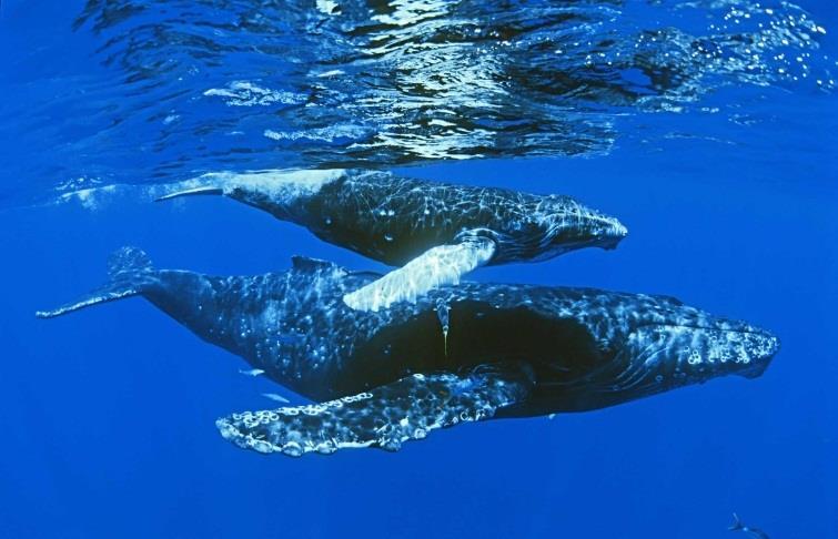 Humpback Whale Life Cycle Gestation lasts one year Calves nurse for 6 12 months before