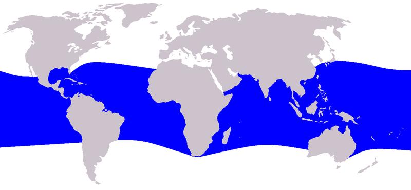 Melon-headed Whale Distribution Grow up to 3 meters (9.