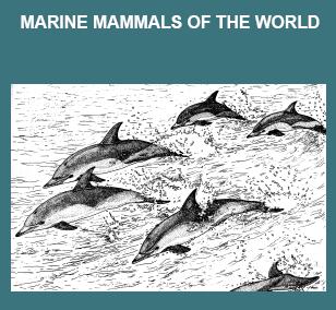 North Pacific Cetacean Distributions COSMOPOLITAN REGIONAL / LOCAL PANTROPICAL AMPHITROPICAL TROPICAL TROPICAL- TEMPERATE TEMPERATE