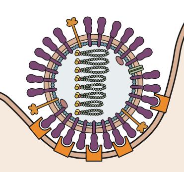 Influenza virus attachment to cells Neuraminidase