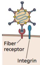 receptor) These viruses initiate infection at the epithelial surface CAR is a component of