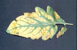 fruit diminished in size and failure blooming. Manganese deficiency symptoms typically include interveinal chlorosis with dark-green veins.