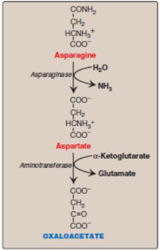 *Some amino acids have the same final product for example, more than one amino acid will give pyruvate or acetyl coa.