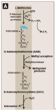2- Acetoacetate: one of the ketone bodies *from the products we can conclude that these amino acids are both glucogenic and ketogenic.