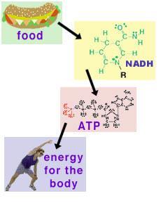 Citric acid cycle and