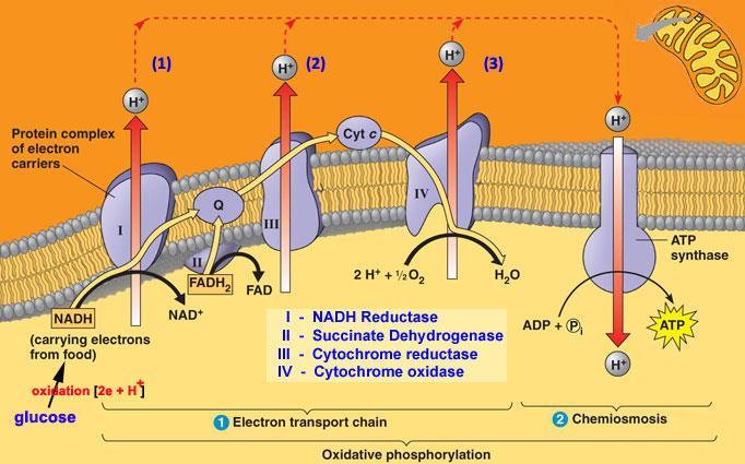 Respiratory chain + oxidative (aerobic) phosphorylation H + are ejected from mit. matrix into intermembrane space by complexes I, III and IV.