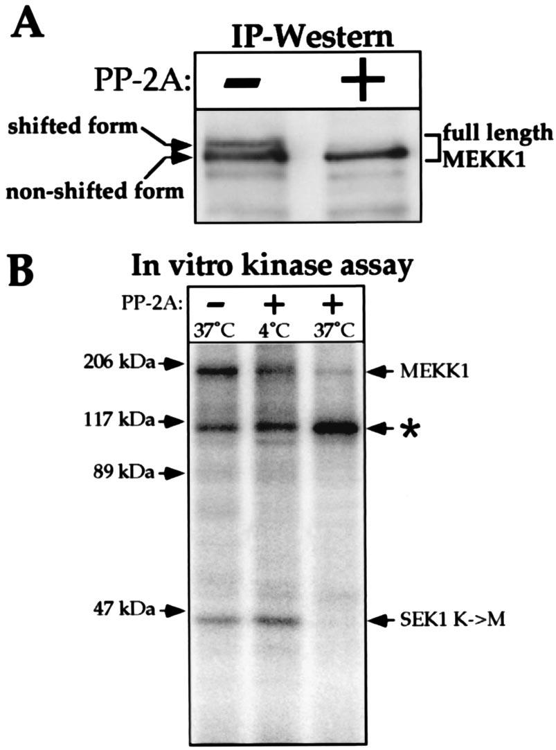 VOL. 18, 1998 ROLE OF MEKK1 IN GENOTOXIN-INDUCED APOPTOSIS 2419 FIG. 2. The gel-shifted form of MEKK1 corresponds to an active phosphorylated kinase.