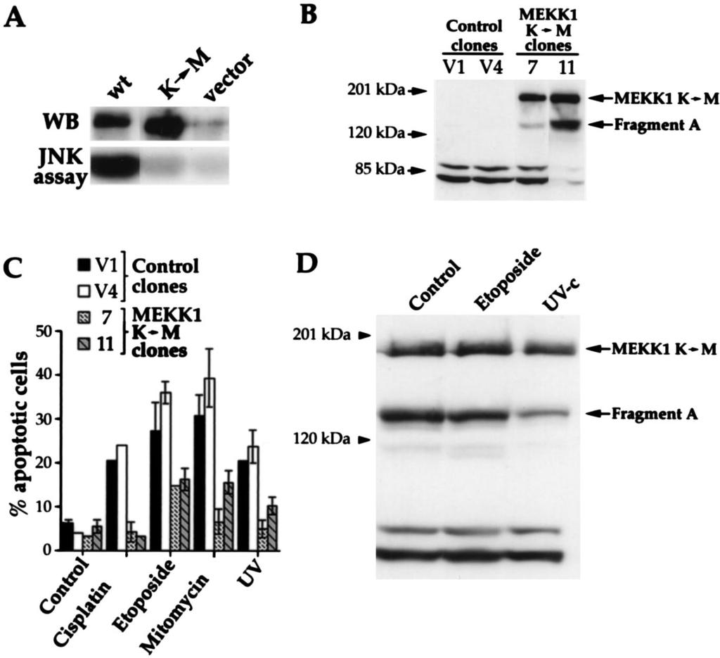 2420 WIDMANN ET AL. MOL. CELL. BIOL. FIG. 4. MEKK1 is involved in genotoxin-induced apoptosis.