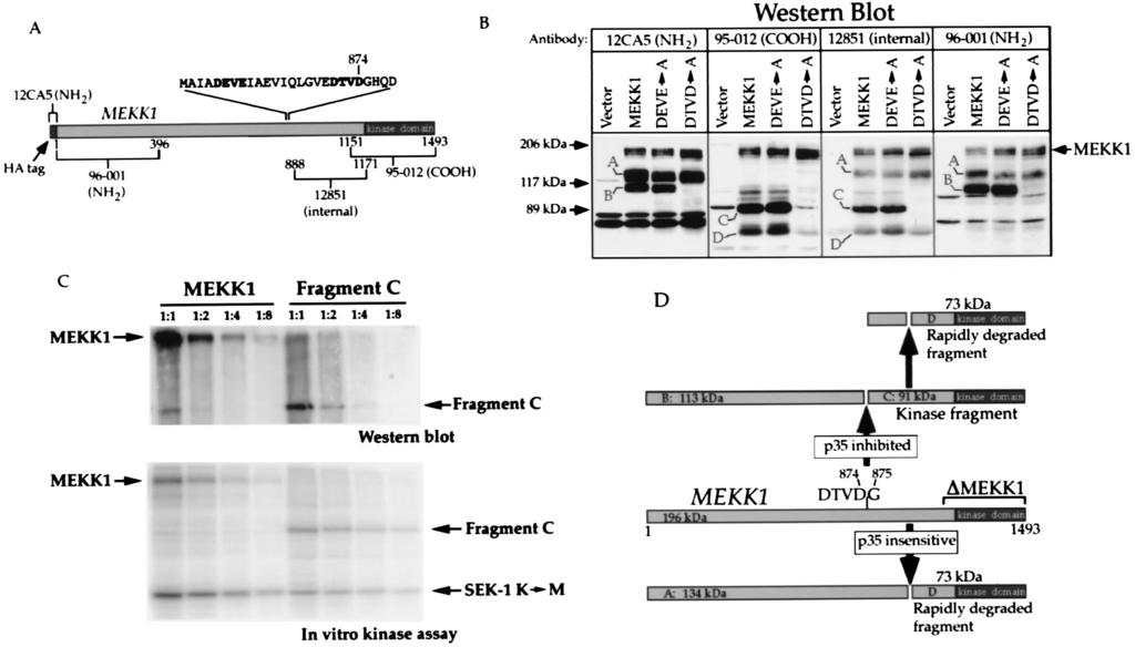 VOL. 18, 1998 ROLE OF MEKK1 IN GENOTOXIN-INDUCED APOPTOSIS 2423 FIG. 7. Mutation of the mouse MEKK1 sequence 871 DTVD 874 blocks p35-inhibited MEKK1 cleavage.