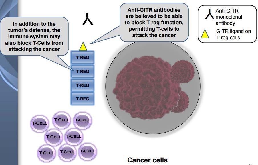 to induce the activity of effector T cells (Exhibit 9).
