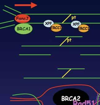 How to target loss of BRCA1 or BRCA2 function?