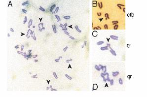 BRCA proteins & DNA Repair Mouse cells deficient in BRCA2 show spontaneous aberrations in chromosome structure.