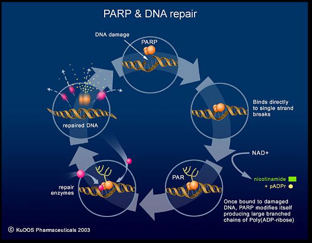 Various PARP inhibitors are in