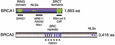 BRCA1 & BRCA2 have not been implicated in sporadic breast cancer In contrast to other inherited tumor suppressor genes (APC in colon cancer),