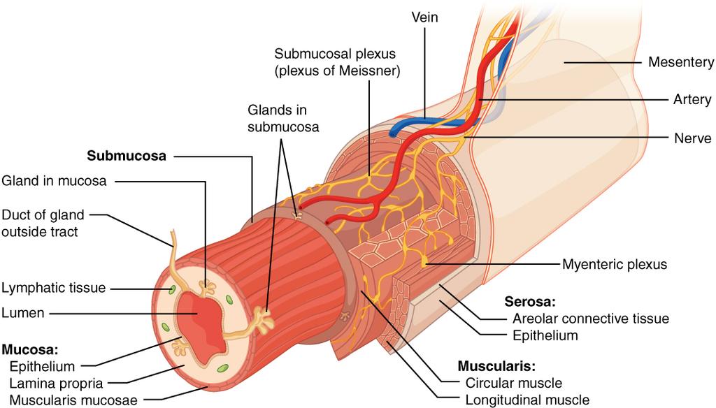 OpenStax-CNX module: m46506 5 Layers of the Alimentary Canal Figure 2: The wall of the alimentary canal has four basic tissue layers: the mucosa, submucosa, muscularis, and serosa.