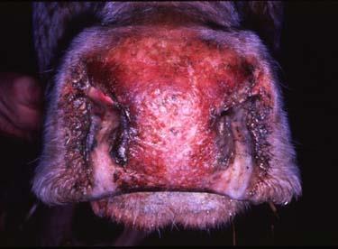 Bovine herpesvirus Bovine herpesvirus-1 (BHV-1) Pathogen of Infectious Bovine Rhinotracheitis Infectious Bovine Rhinotracheitis (IBR) Clinical signs: high fever, inflammation of nose, nasal