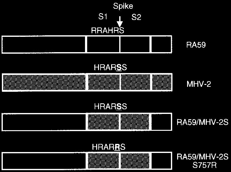 VOL. 80, 2006 ENDOSOMAL CATHEPSIN-DEPENDENT MURINE CORONAVIRUS ENTRY 5771 FIG. 2. Schematic diagram of chimeric isogenic A59 recombinant viruses expressing A59 (white) or MHV-2 (gray) spike genes.