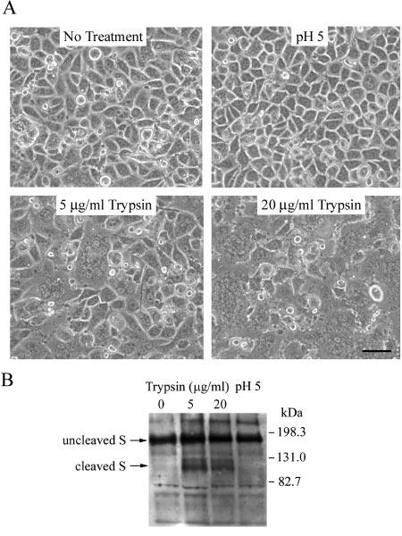 5772 QIU ET AL. J. VIROL. FIG. 4. (A) Trypsin, but not low-ph treatment, induces MHV-2 spike-mediated cell-cell fusion. L2 cells were infected with RA59/ MHV-2S.