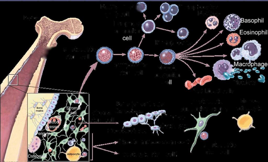 Bone Marrow Stem Cells Bone Natural killerf* (NK) cell ^ Lymphoid progenitor T lymphocytes Neutrophil r Hematopoetic stem cell I Multi potential stem cell Stromal Osteoblast^ stem cell ^ B lymphocyte