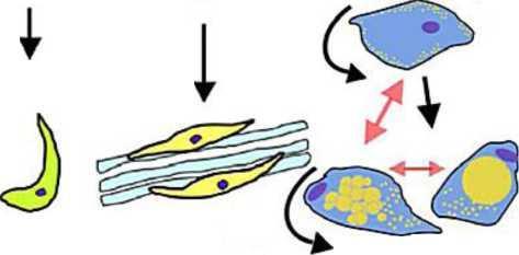 , en<^ 9 enes i s/ 1 Ligamentogenesis Myoblast \ Myoblast Fusion 0 Transitory I Stromal Cell 0 i Unique Micro-niche Adipogencsis Other 0 i Transitory jbroblast o O i I early