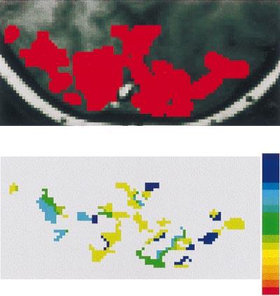 On the top panel, the blue/red colors represent decreased/increased signal intensity, compared with the mean intensity in the first 56 images; bottom panel, the time courses of signal intensities at
