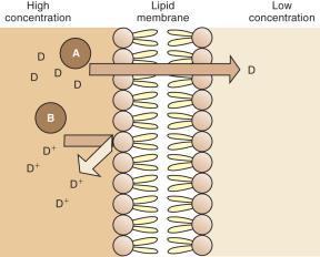 Slide 16 Drug Absorption By Passive Transfer 16 Slide 17 Pharmacokinetics: Drug Distribution Distribution is the passage of drugs into various body fluid compartments such as plasma, interstitial